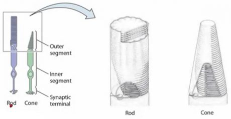 سلول‌های استوانه‌ای (Rods) و سلول‌های مخروطی(Cones