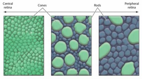 سلول‌های استوانه‌ای (Rods) و سلول‌های مخروطی(Cones