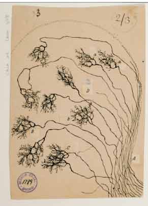 Cajal drew from a section of mouse thalamus
