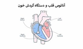 آناتومی قلب انسان و سیستم گردش خون