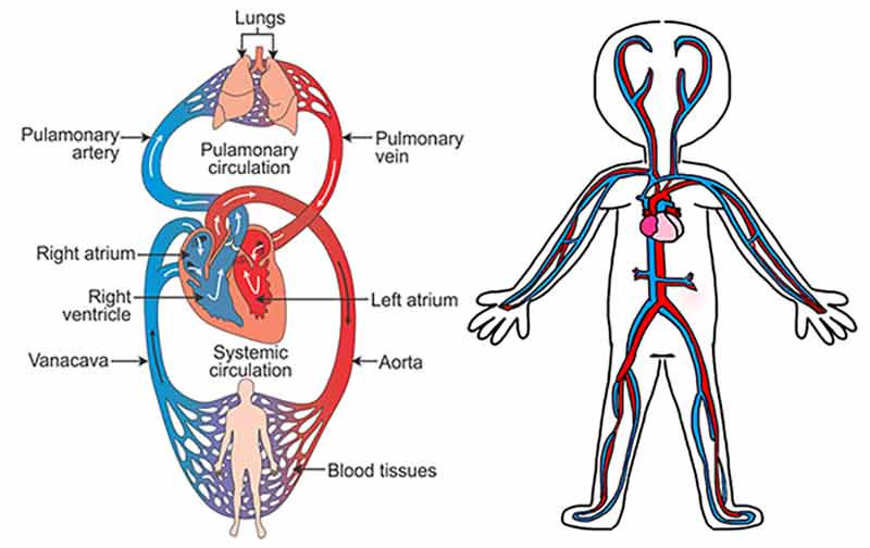 سیستم گردش خون در بدن