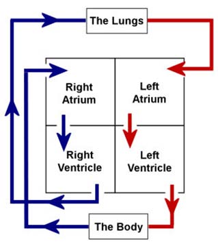 سیستم گردش خون در بدن