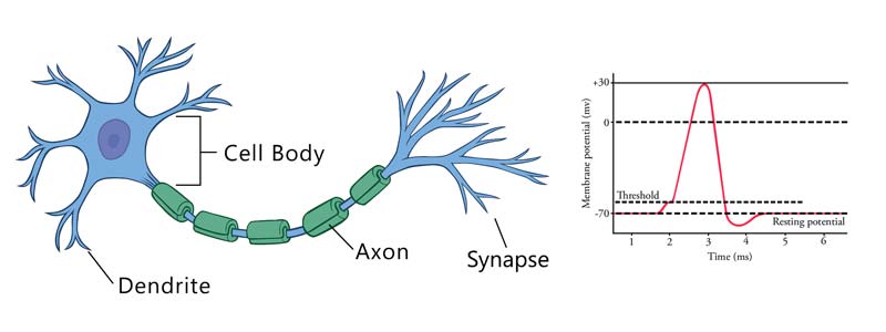 ساختار نورون بیولوژیکی