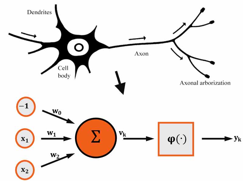 نورون مصنوعی و نورون بیولوژیکی