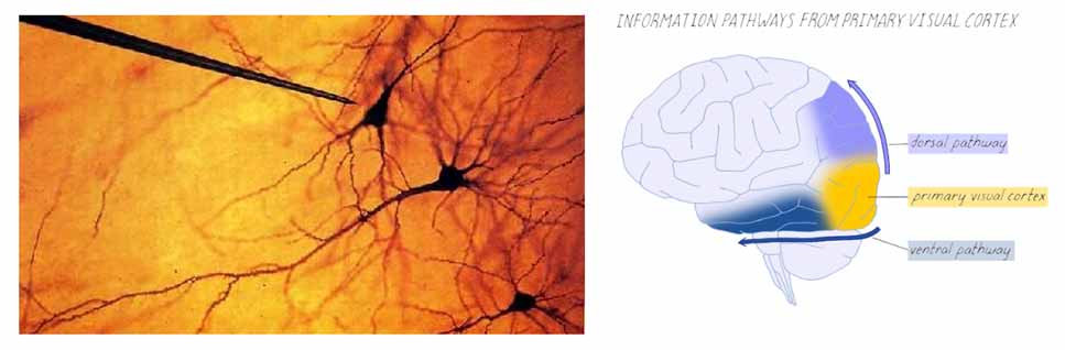 How Hubel and Wiesel’s Nobel-Winning Discovery Transformed Machine Vision and Inspired Modern CNNs