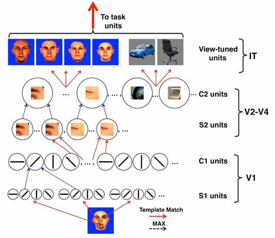hmax-and-hierarchical-processing