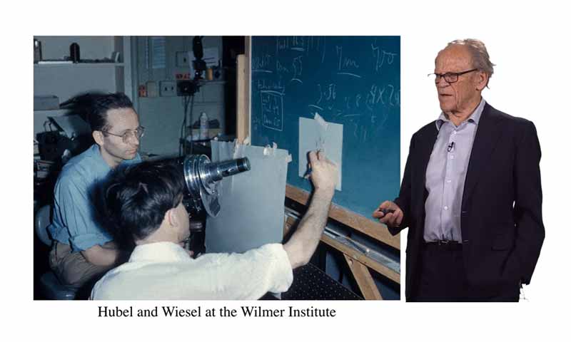 How Hubel and Wiesel’s Nobel-Winning Discovery Transformed Machine Vision and Inspired Modern CNNs