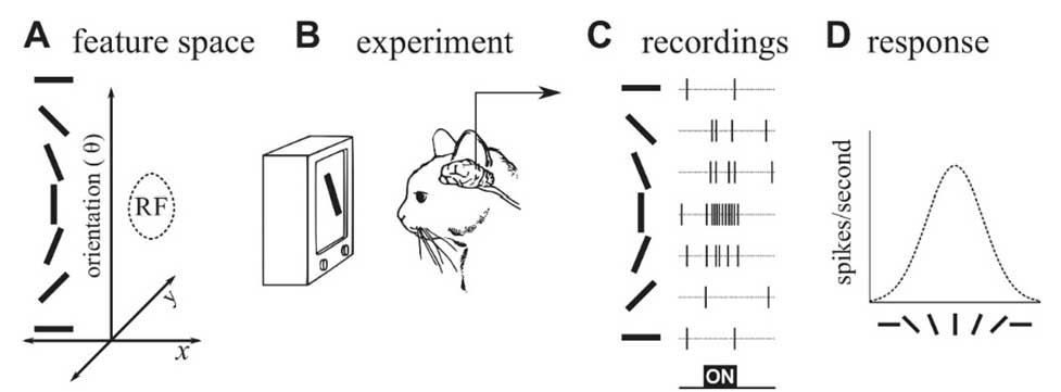 receptive-field-of-neurons